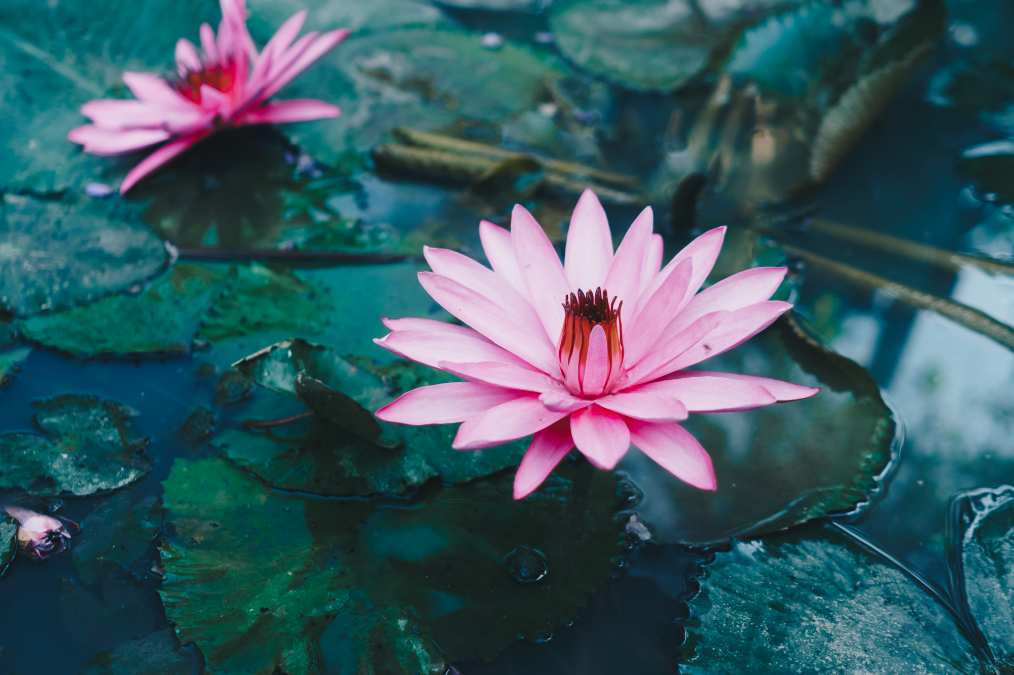 Roze lotus in een vijver bij zonsopgang